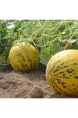 TohumGübre 2000 Adet Karışık Cinste Köylü Kavunu Ata Tohumu thumbnail 5