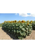 Tarımsal ve Hayvansal Ürünler 150 Adet Iri Taneli Ayçiçeği Tohumu thumbnail 4