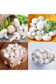 TohumGübre 2000 Adet Beyaz Şapkalı Kültür Mantarı Tohumu thumbnail 3
