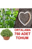 TohumGübre Ortalama 750 Adet Yeşil Top Fesleğen Tohumu thumbnail 1
