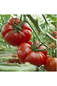 TohumGübre 25 Adet Köylü Domatesi Tohumu thumbnail 3