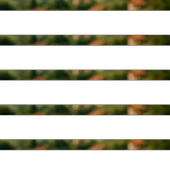 Keten Tohumu Tane 100g - 1