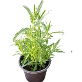 Sentivia Mavi Lavanta Fidanı 10-20 cm - 1