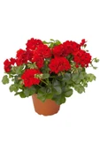 1 Adet Sardunya Çiçeği + 1 Adet Ceylan Gözü Fidanı 10-20 cm - 4