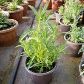 Lavanta Fidanı 2 Adet 30-40 cm thumbnail 3