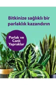 Petroturk Yaprak Parıltısı Kullanıma Hazır Parlak Ve Sağlıklı Yapraklar Için Yaprak Parlatıcı - 4