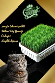 vet advice Gurme Kedi Çimi Zengin Tohumlu Lüks Kedi Çimi Fileli thumbnail 1