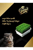 vet advice Gurme Kedi Çimi Zengin Tohumlu Lüks Kedi Çimi Fileli thumbnail 2