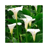 Beyaz Gala Kalla Çiçeği Fidanı Saksılı 10-30 cm thumbnail 2