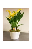 Sarı Gala Gelin Çiçeği (Calla Lily) 10-20  cm thumbnail 3