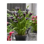 Gala Gelin Çiçeği (Calla Lily) Bordo 10-20 cm thumbnail 2