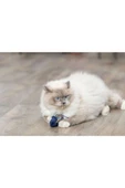 Trixie Kedi Oyuncağı, Deniz Canlıları Şeklinde, Peluş, Kediotlu 5-8cm - 4