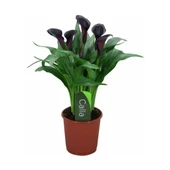 Gala Gelin Çiçeği (Calla Lily) Bordo 10-20 cm thumbnail 1