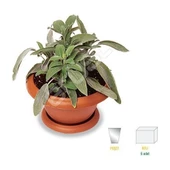 Kokulu Şalba Fidanı Salvia Adaçayı 15-25 cm thumbnail 1