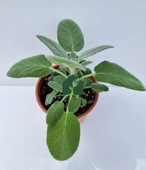 Kokulu Şalba Fidanı Salvia Adaçayı 15-25 cm thumbnail 2