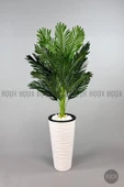 BİÇİÇEK   150cm Areka Ağacı Kumsal Saksıda - 3