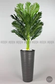 BİÇİÇEK   150cm Areka Ağacı Kumsal Saksıda - 12