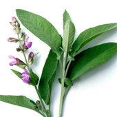 Salvia Officinalis Adaçayı Fidesi 10-20 cm thumbnail 2