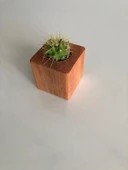 Kırmızı Doğal Ahşap Küp Saksı ve Canlı Kaktüs (Alindi015) - 2