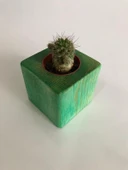 Yeşil Doğal Ahşap Küp Saksı ve Canlı Kaktüs - 1