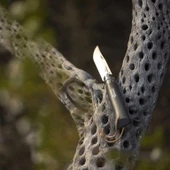 Opinel Bushwhacker Kayın Ağacı Gri Çakı No:8 thumbnail 2