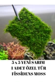 Fissidens Moss 5 X 5 Yeni Tele Sarım 1 Adet - 1