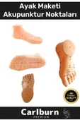 Özel Üretim Kaliteli İnsan Anatomisine Uyumlu Muayene Maket 20Cm Ayak Maketi Akupunktur Noktası - 1