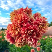 Aynı Sene Çiçek Açar Dev Çiçekli Dazzling Magic  Dahlia Yumrusu (1 adet) - 1
