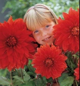 Aynı Sene Çiçek Açan Dev İri Çiçekli Babylon Red Dahlia Yumrusu (1 adet) - 1