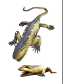 Oyuncak Esnek Kertenkele: Renkli ve Eğlenceli Oyunların Yeni Yıldızı! - 2