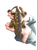 Oyuncak Esnek Kertenkele: Renkli ve Eğlenceli Oyunların Yeni Yıldızı! - 3