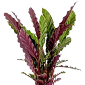 Calathea Rufibarba Wavestar Kalatya Dua Çiçeği Canlı Salon Bitkisi 20 - 30 Cm - 3