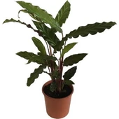 Calathea Rufibarba Wavestar Kalatya Dua Çiçeği Canlı Salon Bitkisi 20 - 30 Cm - 1