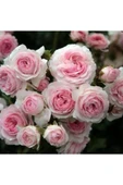 Pembe Beyaz Sarmaşık Gül Fidanı 5 Adet 15-25 cm thumbnail 2