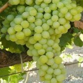 TÜPLÜ K -7 SOFRALIK ÜZÜM FİDANI YAŞ 2 thumbnail 1