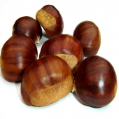 TÜPLÜ HACI ÖMER KESTANE FİDANI 2 YAŞ 90-110 CM BOY - 1