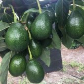 BİRBİRİNİ TOZLAYAN 2 YAŞ AŞILI BACON VE FUERTE  AVAKADO 2Lİ - 2