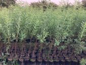 TÜPLÜ FERRADUEL BADEM FİDANI YAŞ 2 BOY 80-100CM - 2