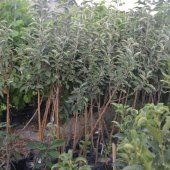 TÜPLÜ AŞILI GOLDEN ELMA FİDANI - 2