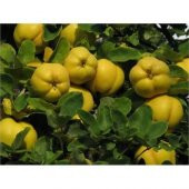 TÜPLÜ AŞILI EKMEK AYVA FİDANI - 1