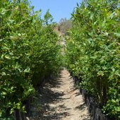 TÜPLÜ KATIRBAŞI NAR FİDANI100-120 CM - 2