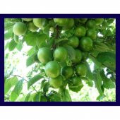 TÜPLÜ AŞILI CAN ERİK FİDANI thumbnail 1