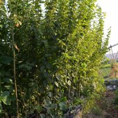 TÜPLÜ AŞILI CAN ERİK FİDANI thumbnail 2