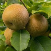 TÜPLÜ AŞILI NASHİ ARMUT (JAPON ARMUDU) FİDANI 2 YAŞ - 90-110 CM BOY - 1