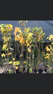 TÜPLÜ AŞILI NASHİ ARMUT (JAPON ARMUDU) FİDANI 2 YAŞ - 90-110 CM BOY - 2