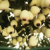 TÜPLÜ MURT( BEYAZ HAMBELES) - 1