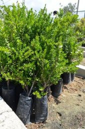 TÜPLÜ MURT( BEYAZ HAMBELES) - 3