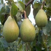 TÜPLÜ AŞILI ANKARA ARMUT FİDANI 2 YAŞ 90-110 CM BOY - 1