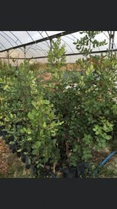 Tüplü Keçi Boynuzu (Harnup) Fidanı - 1