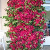 SAKSIDA SARILICI KIRMIZI TIRMANICI BEGONVİL FİDANI YAŞ 2 BOY 100-120 - 1